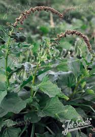 Attēlu rezultāti vaicājumam “Chenopodium bonus-henricus leaf”