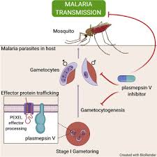 Attēlu rezultāti vaicājumam “Oligonema favogineum plasmodium”