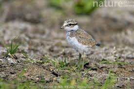 Attēlu rezultāti vaicājumam “Charadrius hiaticula”