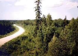 Attēlu rezultāti vaicājumam “Ceruchus chrysomelinus imago”