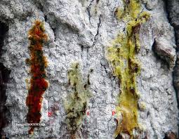 Attēlu rezultāti vaicājumam “Phlyctis agelaea”