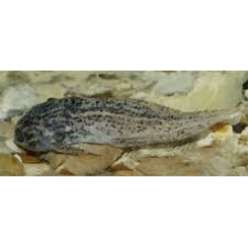 Image result for Liopsetta glacialis