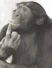 thoughtful-bonobo.jpg