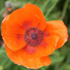 Image result for Papaver orientale