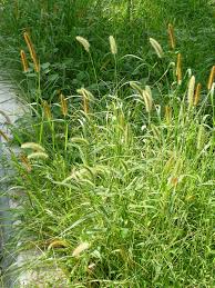 Attēlu rezultāti vaicājumam “Setaria glauca”