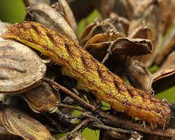 Attēlu rezultāti vaicājumam “Lacanobia contigua”