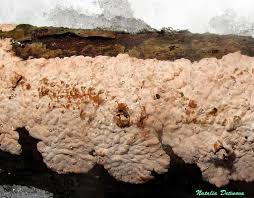 Attēlu rezultāti vaicājumam “Corticium roseum”