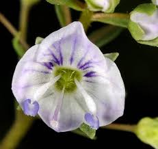 Attēlu rezultāti vaicājumam “Veronica anagallis-aquatica leaf”