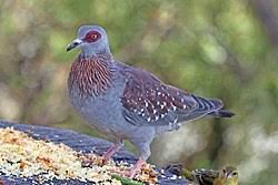 Attēlu rezultāti vaicājumam “Columbiformes”