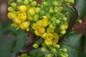 Attēlu rezultāti vaicājumam “Mahonia aquifolium bud”