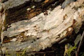 Attēlu rezultāti vaicājumam “Physisporinus vitreus”