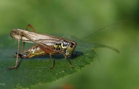 Attēlu rezultāti vaicājumam “Metrioptera roeselii”