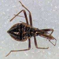 Attēlu rezultāti vaicājumam “Himacerus apterus”