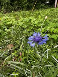 Image result for Centaurea cyanus