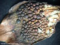 Attēlu rezultāti vaicājumam “Pucciniastrum areolatum”