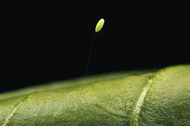 Attēlu rezultāti vaicājumam “Chrysopa eggs”