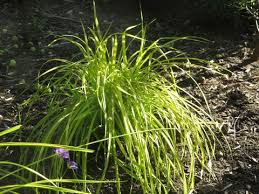 Attēlu rezultāti vaicājumam “Carex elata flower”