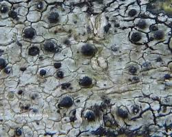 Attēlu rezultāti vaicājumam “Acrocordia gemmata”