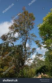 Attēlu rezultāti vaicājumam “Aesculus x neglecta”