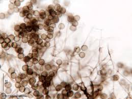 Attēlu rezultāti vaicājumam “Cribraria aurantiaca var. persoonii macro”