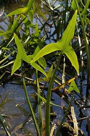 Attēlu rezultāti vaicājumam “Sagittaria sagittifolia”