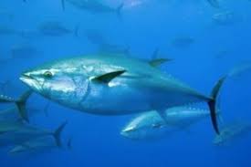 Image result for Thunnus maccoyii