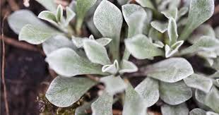 Attēlu rezultāti vaicājumam “Antennaria dioica leaf”