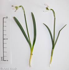 Attēlu rezultāti vaicājumam “Galanthus nivalis fruit”