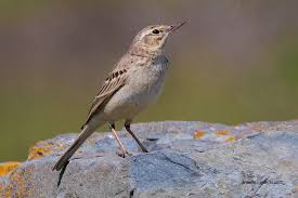 Image result for Anthus campestris