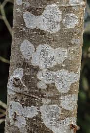 Attēlu rezultāti vaicājumam “Pertusaria amara”