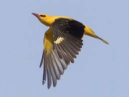 Attēlu rezultāti vaicājumam “Oriolus oriolus male”