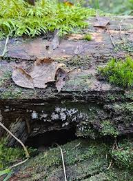 Attēlu rezultāti vaicājumam “Stemonitis marjana stalked”