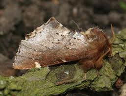 Attēlu rezultāti vaicājumam “Odontosia carmelita”