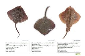 Image result for Raja montagui