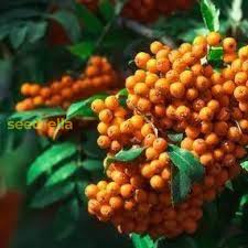 Attēlu rezultāti vaicājumam “Sorbus alnifolia fruit”