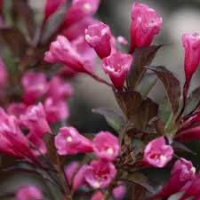 Attēlu rezultāti vaicājumam “Weigela praecox”