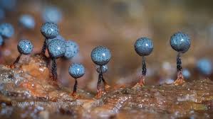 Attēlu rezultāti vaicājumam “Cribraria sp.”