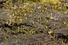 Attēlu rezultāti vaicājumam “Kurzia pauciflora”