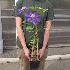 Image result for clematis multi blue