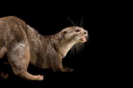 Attēlu rezultāti vaicājumam “Lutra lutra”