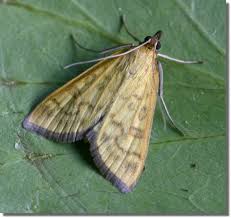 Attēlu rezultāti vaicājumam “Mecyna flavalis”