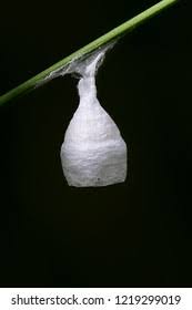 Attēlu rezultāti vaicājumam “Agroeca brunnea”