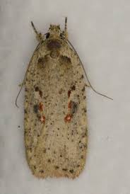 Attēlu rezultāti vaicājumam “Agonopterix aranella”