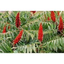 Attēlu rezultāti vaicājumam “Rhus typhina”