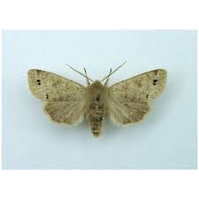 Attēlu rezultāti vaicājumam “Eupsilia transversa”