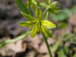 Attēlu rezultāti vaicājumam “Gagea lutea”