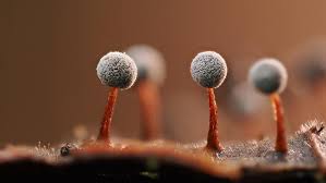 Attēlu rezultāti vaicājumam “Didymium nigripes”