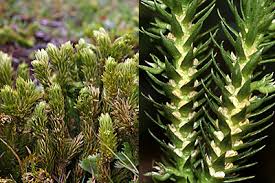 Attēlu rezultāti vaicājumam “Huperzia selago”