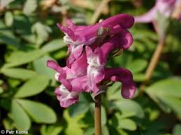 Attēlu rezultāti vaicājumam “Corydalis cava”