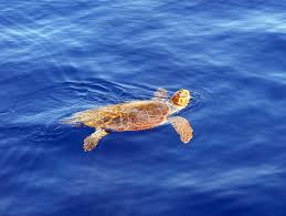 Image result for Caretta caretta
